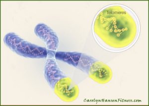 telomere-length2